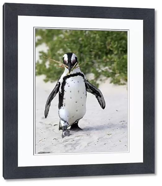 African Penguin -Spheniscus demersus-, adult, running on the beach, Boulders Beach, Simons Town, Western Cape, South Africa