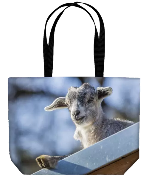 Domestic Goat -Capra hircus aegagrus-, juvenile, Tyrol, Austria