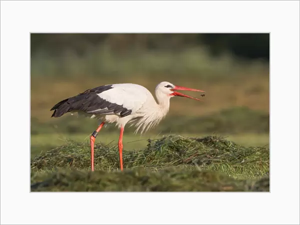 White Stork -Ciconia ciconia- with a captured beetle, North Hesse, Hesse, Germany