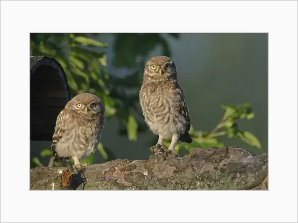 Little Owls -Athene noctua-, young, Emsland, Lower Saxony, Germany