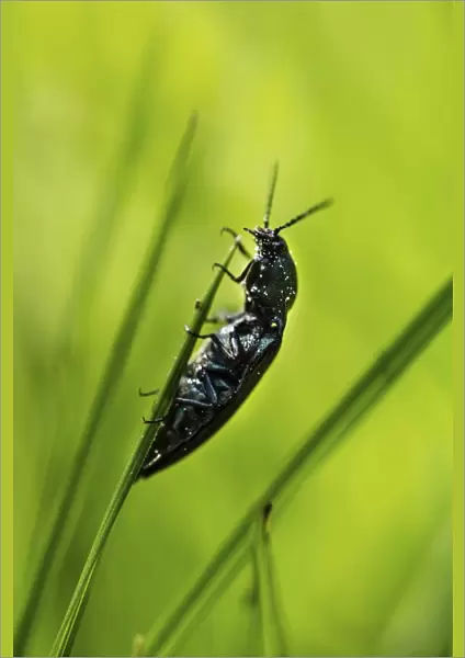 Click Beetle species -Ctenicera sp. -