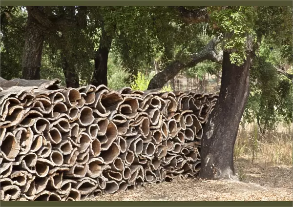 Harvested bark of cork oaks -Quercus suber-, Serra de Monchique, Algarve, Portugal, Europe