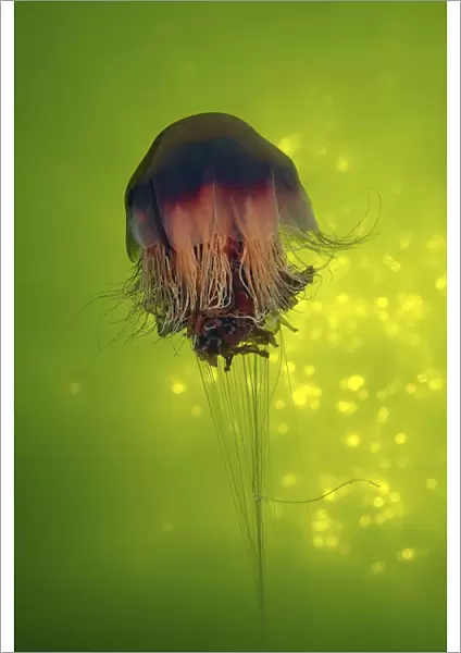 Lions Mane Jellyfish -Cyanea capillata-, Kareliya, Russia, White Sea, Arctic