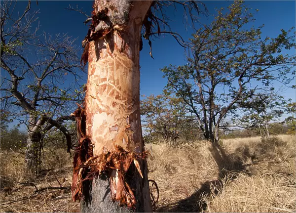 Tree damaged by elephants, Krueger National Park, Limpopo, South Africa, Africa
