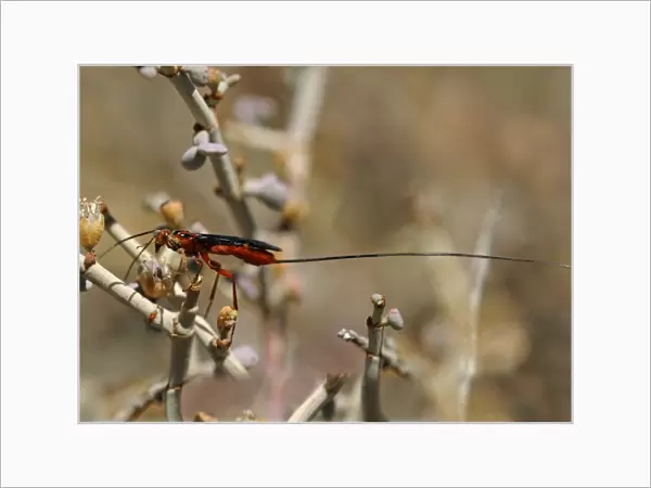 Carrot Wasp -Gasteruptiidae sp. - with an ovipositor longer than its abdomen, Goegap Nature Reserve, Namaqualand, South Africa, Africa