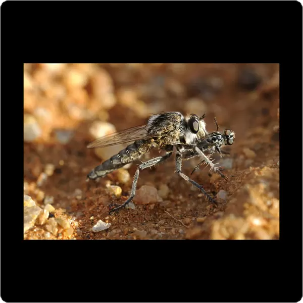 Wasp Robber Fly -Asilidae- with prey, Goegap Nature Reserve, Namaqualand, South Africa, Africa