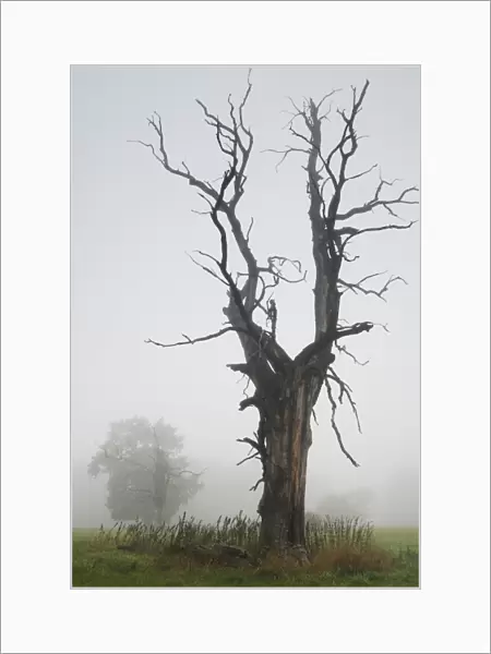 Solitary oak trees in the fog, Middle Elbe Biosphere Reserve, Saxony-Anhalt, Germany, Europe
