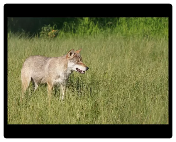 Wolf -Canis lupus-, Norway, Scandinavia, Europe