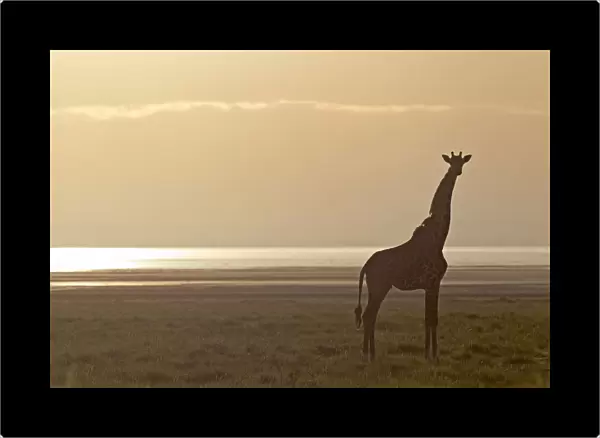 Giraffe -Giraffa camelopardalis- in the morning light, Lake Manyara National Park, Tanzania, Africa