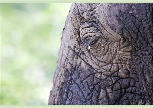 Eye, African Bush Elephant -Loxodonta africana-, Lake Manyara National Park, Tanzania, Africa