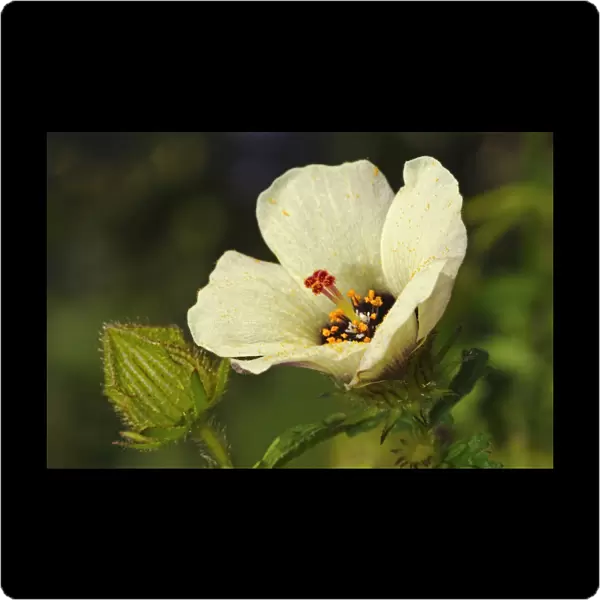 Flower-of-an-Hour -Hibiscus trionum-, Europe