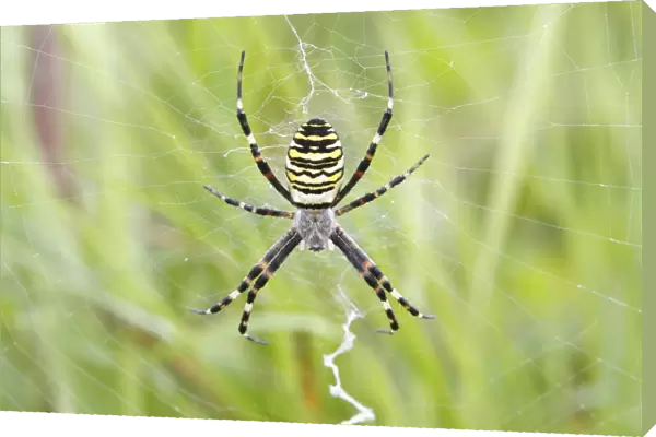 Wasp Spider -Argiope bruennichi-, on web, Neunkirchen, Siegerland, North Rhine-Westphalia, Germany, Europe
