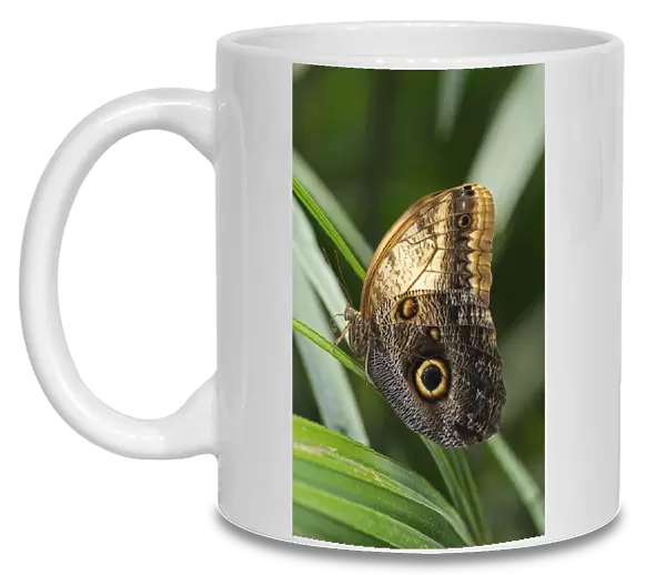 Owl Butterfly -Caligo eurilochus-, tropical butterfly, South America