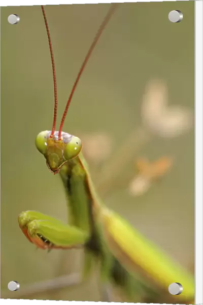 European Mantis or Praying Mantis -Mantis religiosa-, Alsace, France, Europe