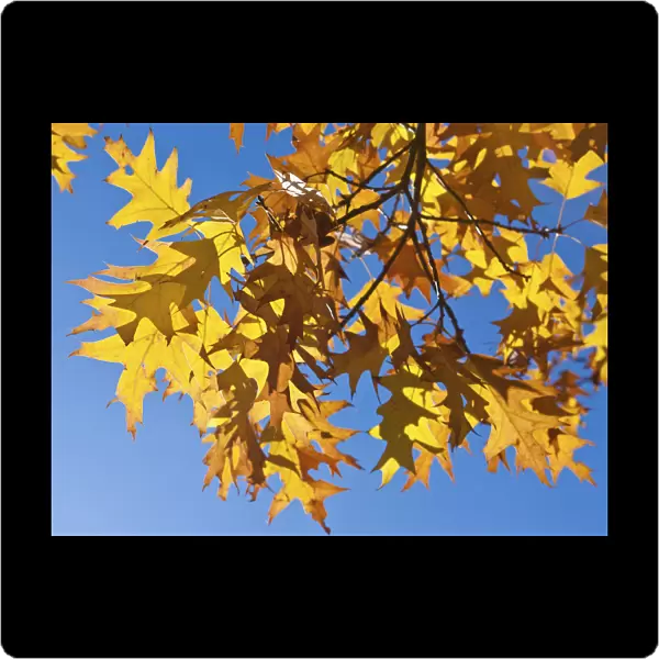 Autumn leaves of a Norway Maple -Acer platanoides-