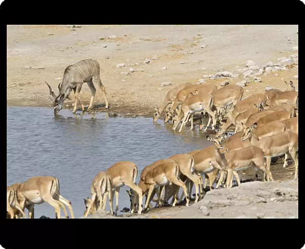 Greater Kudus -Tragelaphus strepsiceros- and Black-faced Impalas -Aepyceros melampus- drinking at the waterhole, Etosha National Park, Namibia