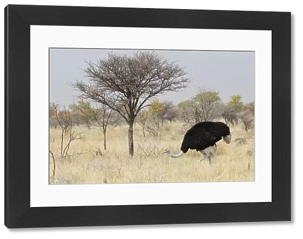 Ostrich or Common Ostrich -Struthio camelus-, male, foraging for food, Etosha National Park, Namibia