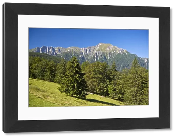 Mountain meadow with the Bucegi Mountains, Carpathians, Predeal, Romania