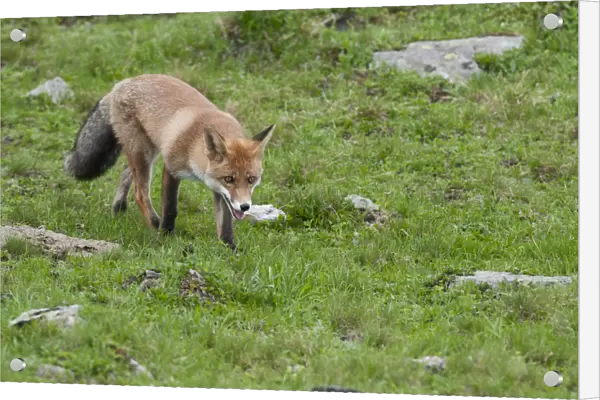 Red Fox -Vulpes vulpes- on foot on an alpine meadow, Tyrolean Unterland, Tyrol, Austria