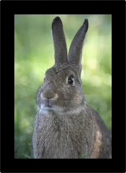Rabbit -Oryctolagus cuniculus-, portrait, Lower Austria, Austria