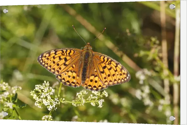 Dark Green Fritillary -Argynnis aglaja- perched on a meadow plant with outstretched wings, Altenseelbach, Neunkirchen, North Rhine-Westphalia, Germany