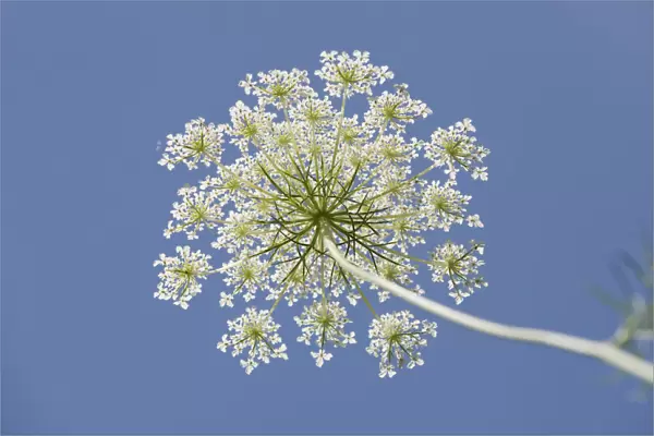 Wild carrot -Daucus carota-, umbelliferous blossom from below against a blue sky, Jena, Thuringia, Germany