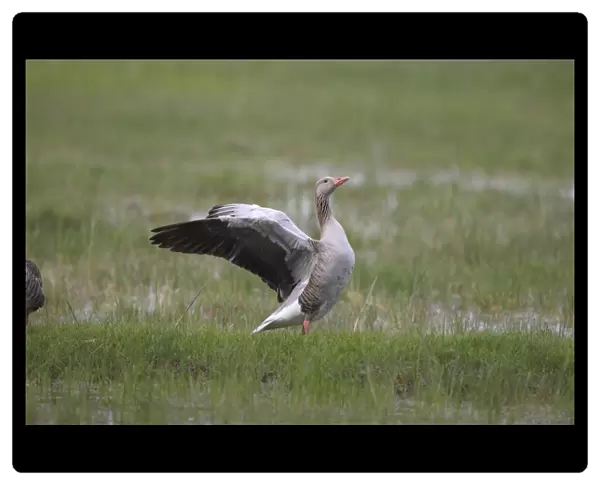 Greylag Goose -Anser anser- flapping its wings, Holle, Illmitz, Burgenland, Austria