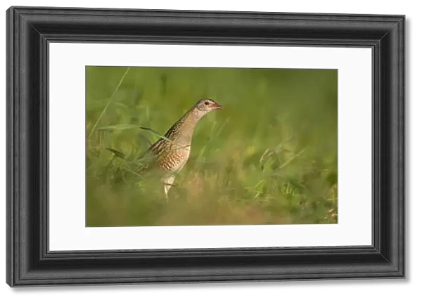 Corncrake -Crex crex-, furtively looking out from behind cover, Middle Elbe region, Saxony-Anhalt, Germany
