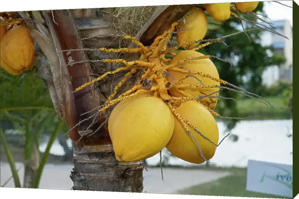 Coconuts -Cocos nucifera- growing on tree, Mauritius