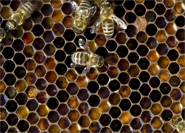 Honey Bees -Apis sp. - on a honeycomb, Germany