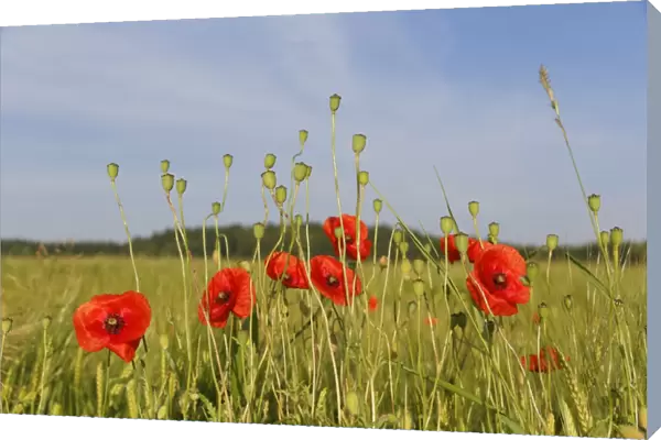 Poppy or Corn Poppy -Papaver rhoeas-, with seed pods in a cornfield, Upper Bavaria, Bavaria, Germany