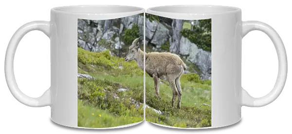 Young Alpine Ibex -Capra ibex-, Bernese Oberland, Canton of Bern, Switzerland