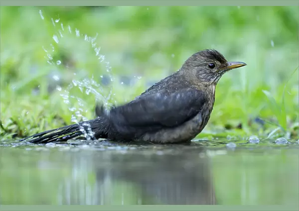 Young Blackbird -Turdus merula- bathing in a puddle, Rhodopes, Bulgaria