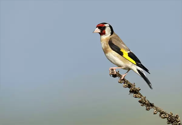 Goldfinch -Carduelis carduelis- perched on a branch, Rhodopes, Bulgaria