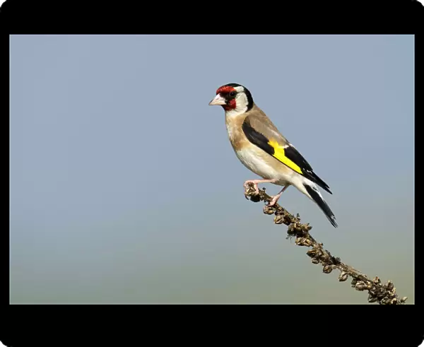 Goldfinch -Carduelis carduelis- perched on a branch, Rhodopes, Bulgaria