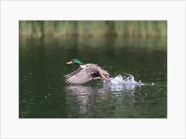 Mallard -Anas platyrhynchos-, male, taking off from a lake, Mecklenburg-Western Pomerania, Germany