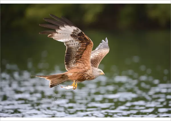 Red Kite -Milvus milvus- flying with prey across a lake, Mecklenburg-Western Pomerania, Germany
