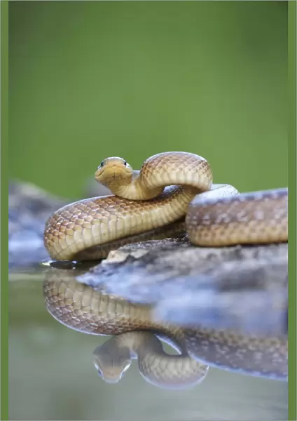 Aesculapian Snake -Zamenis longissimus- at waters edge, reflection, Pleven region, Bulgaria