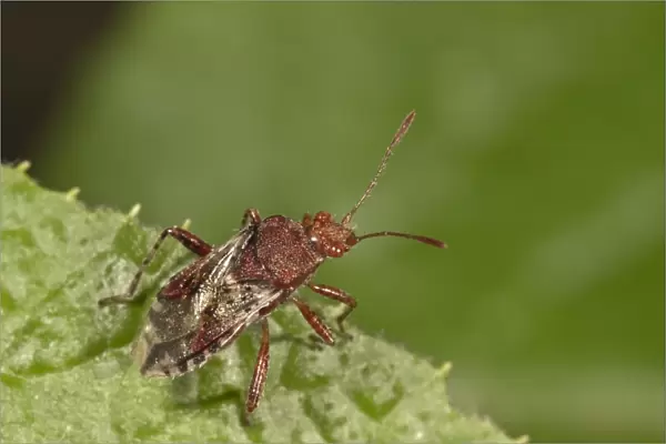 Scentless Plant Bug -Rhopalus subrufus-, Untergroningen, Abtsgmuend, Baden-Wurttemberg, Germany