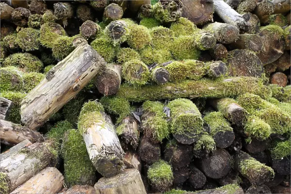 Woodpile covered with moss, Allgau, Bavaria, Germany