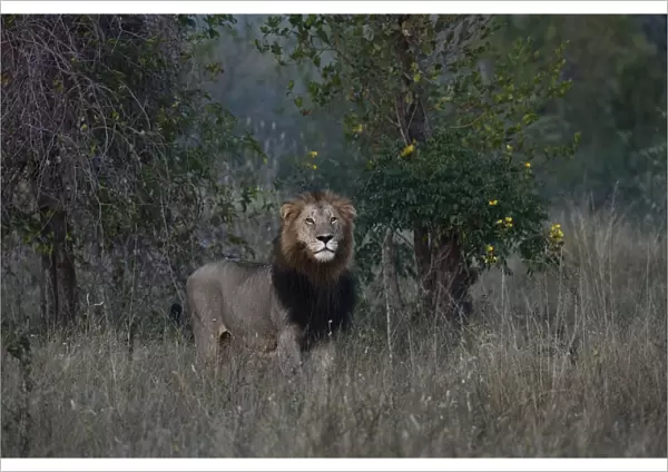 Lion -Panthera leo-, maned lion, alert, South Africa