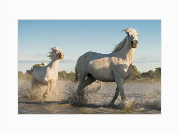 Camargue horses, galloping in water, Camargue, Southern France, France