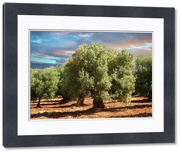 Ancient Cerignola olive trees -Olea europaea-, Ostuni, Apulia, Italy