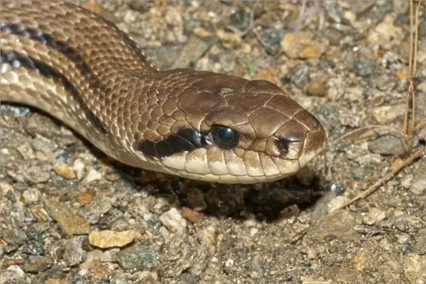 Four-lined Snake -Elaphe quatorlineata-, Lake Kerkini area, Central Macedonia, Greece