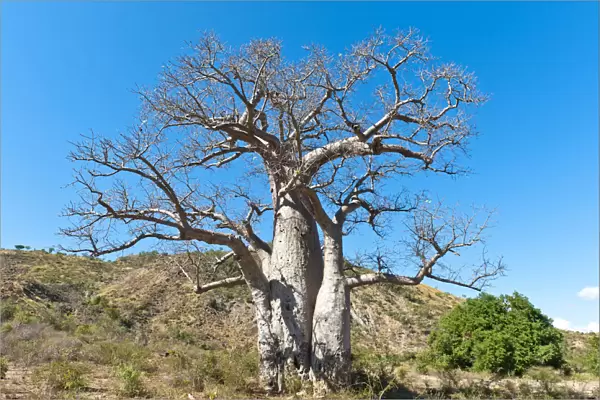 Solitary thick Baobab tree -Adansonia digitata- with strong branches, near Tulear or Toliara, Madagascar