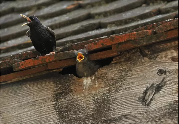 Starling -Sturnus vulgaris- on a roof with a chick in its nest, Middle Franconia, Bavaria, Germany