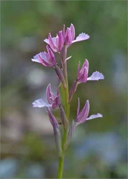 Butterfly Orchid -Orchis papilionacea-, Kerkini, Central Macedonia, Greece