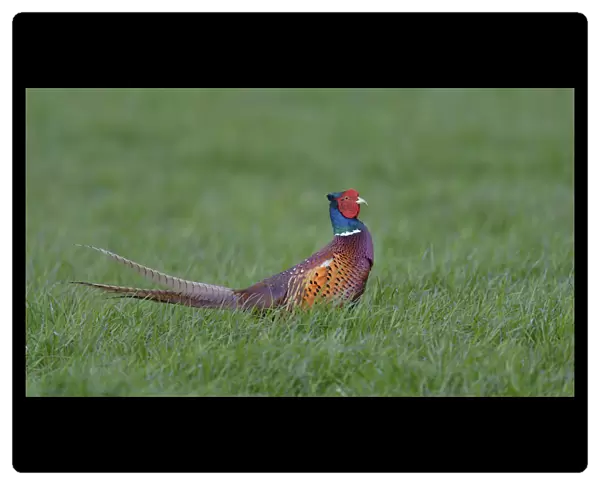 Common Pheasant -Phasianus colchicus-, Waal en Burg nature reserve, Texel, West Frisian Islands, province of North Holland, The Netherlands
