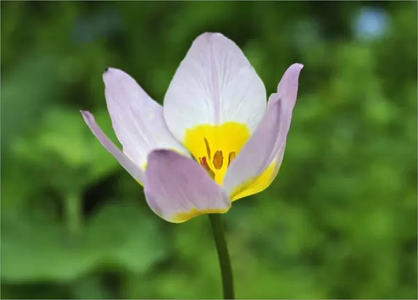 Cretan tulip -Tulipa saxatilis-, flower, Eckental, Middle Franconia, Bavaria, Germany