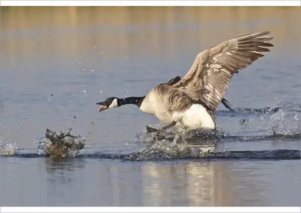 Canada Goose -Branta canadensis- chasing rival, North Rhine-Westphalia, Germany